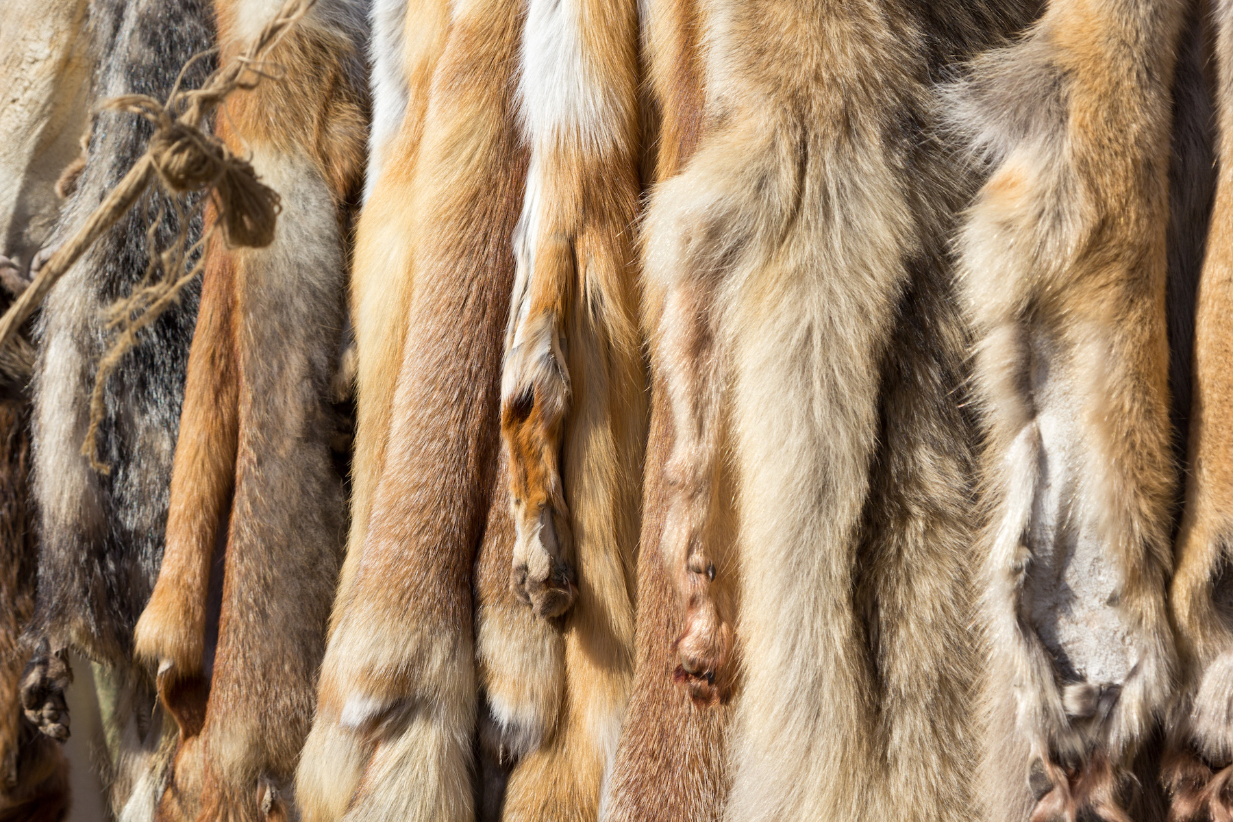 Quality Hides & Skins